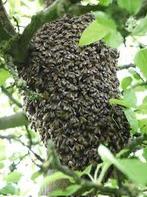 Bijenzwerm gezocht, Dieren en Toebehoren, Insecten en Spinnen