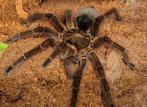 Tarantula, Vogelspin, Theraphosa Blondi, Xenesthis sp.White, Wandelende tak