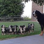 Prachtige grote Zwitserse Sennen pups, Dieren en Toebehoren, Overige rassen, 8 tot 15 weken, CDV (hondenziekte), Meerdere
