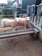 Swifter gekeurde stamboek dekrammen, Mannelijk, Schaap, 0 tot 2 jaar