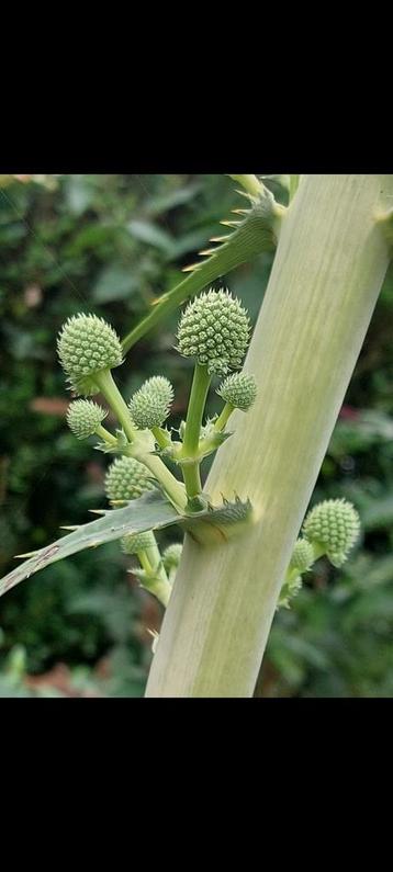 Zaad van de reuzenkruisdistel,  eryngium paniculatum  beschikbaar voor biedingen