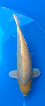 Koi karper Yamabuki Ogon, Karper of Koi