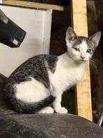 3 boerderij kittens te koop 12 weken oud
