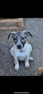 Pup ter adoptie, Dieren en Toebehoren, Honden | Niet-rashonden, Particulier, Rabiës (hondsdolheid), 15 weken tot 1 jaar, Reu