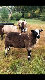 Mooie bonte dekram dek ram bont, Dieren en Toebehoren, Schapen, Geiten en Varkens, Mannelijk, Schaap, 0 tot 2 jaar