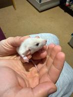 Ratten | Rats, Ophalen of Verzenden, Honden