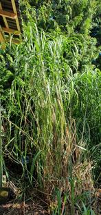 Groot  sier riet  met pluim, Tuin en Terras, Planten | Tuinplanten, Ophalen, Overige soorten