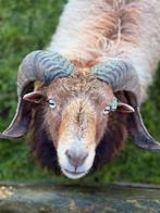 Ouessant ram met stamboom, Dieren en Toebehoren, Mannelijk, Schaap