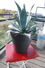 Prachtige Agave., Tuin en Terras, Planten | Tuinplanten, Volle zon, Vaste plant, Bloeit niet, Ophalen