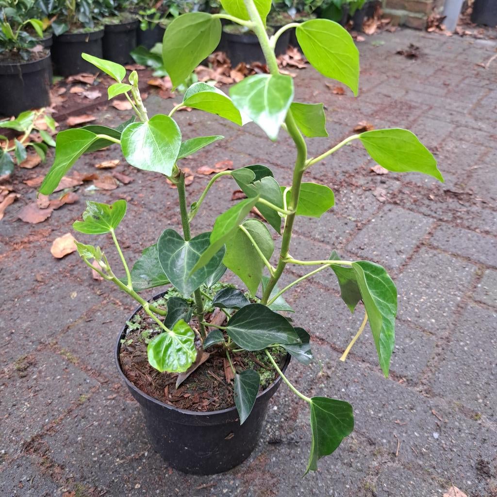 Hedera helix ‘Arborescens’, Tuin en Terras, Planten | Bomen, Bloeit niet, Halfschaduw, 100 tot 250 cm, Overige soorten