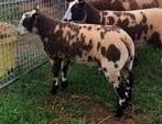 Schaap ram dekram interesse ophalen mogelijk België en NL, Dieren en Toebehoren, Schapen, Geiten en Varkens, Mannelijk, Schaap