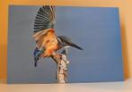 Kaart IJsvogel, Verzenden, Nieuw, Dieren