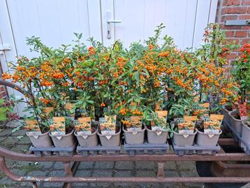 Mooie pyracantha's (Vuurdoorn) in pot! beschikbaar voor biedingen