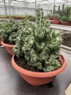 Cactus Euphorbia Lactea cristaat in de 23cm schaal, Minder dan 100 cm, Bloeiende kamerplant, Halfschaduw, Ophalen of Verzenden