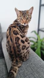 Bengaal poes met stamboom, Dieren en Toebehoren, Meerdere dieren, 0 tot 2 jaar, Gechipt