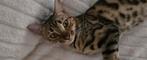🔍GEZOCHT 🔎: Bengaal dekkater 🐈, Dieren en Toebehoren, Katten en Kittens | Raskatten | Korthaar, Kater, Gechipt, 0 tot 2 jaar