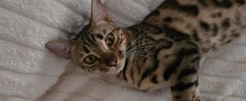 🔍GEZOCHT 🔎: Bengaal dekkater 🐈, Dieren en Toebehoren, Katten en Kittens | Raskatten | Korthaar, Kater, 0 tot 2 jaar, Met stamboom