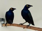 Purper glansspreeuwen - lamprotornis purpureus, Meerdere dieren, Tropenvogel, Geringd