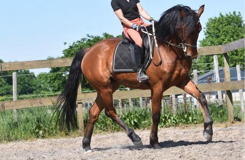 Knappe , 5 jarige, bruine ruin, Dieren en Toebehoren, Pony's, Ruin, B, E pony (1.48m - 1.57m), Recreatiepony, 3 tot 6 jaar