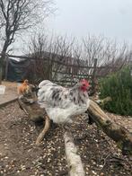 Orpington kriel haantje, Mannelijk, Kip