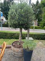 3 Olijfbomen in een half wijnvat, Tuin en Terras, Ophalen