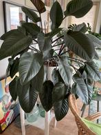 Philodendron Red Beauty, Ophalen, Overige soorten, Halfschaduw, In pot