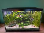 150 liter Superfish aquarium compleet, Ophalen, Gebruikt, Gevuld zoetwateraquarium