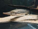 Spotted gar / meerval / rog / arowana, Dieren en Toebehoren, Vissen | Aquariumvissen
