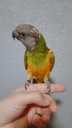 Bonte Boer papegaai, Dieren en Toebehoren, Vogels | Parkieten en Papegaaien, Mannelijk, Papegaai, Geringd