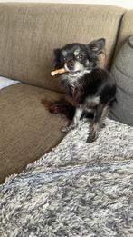 Chihuahua moeder en dochter, Rabiës (hondsdolheid), Teef, Meerdere, Chihuahua