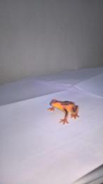 Kikker 1, dierfiguur, geen Schleich, Ophalen of Verzenden, Gebruikt, Reptiel of Amfibie, Beeldje of Figuurtje
