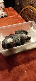 te reserveren 2 grijzeroodstaartjes, Dieren en Toebehoren, Geslacht onbekend, Papegaai