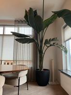 Strelitzia Nicolai XXL Kamerplant, Huis en Inrichting, Kamerplanten, Ophalen, 200 cm of meer, Overige soorten, Halfschaduw