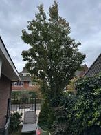 Japanse sierkers of bloesemboom - Zelf Uithalen, Ophalen, Halfschaduw, Overige soorten, Lente