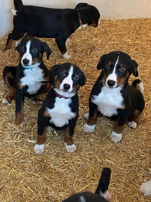 Appenzeller pups, Dieren en Toebehoren, Honden | Niet-rashonden, Middel, Meerdere dieren, Particulier, Meerdere, Nederland, 8 tot 15 weken