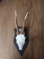 reebok schedel, Verzamelen, Dierenverzamelingen, Ophalen of Verzenden, Zo goed als nieuw, Wild dier, Schedel