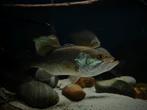 Largemouth bass/ forelbaars, Dieren en Toebehoren, Vissen | Aquariumvissen, Vis