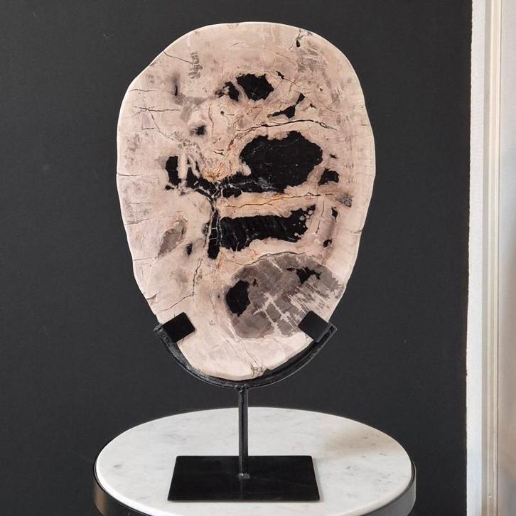 Versteend hout schijf op standaard 39x22cm, Verzamelen, Mineralen en Fossielen, Fossiel, Ophalen of Verzenden