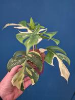 Rhaphidophora Tetrasperma Albo Variegata p12 (2)