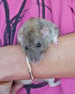 Naakt rat en velveteen rat, Dieren en Toebehoren, Knaagdieren, Mei, Mannelijk, Rat