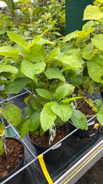 Hortensia annabelle nu 25% korting, Tuin en Terras, Ophalen, Overige soorten, Halfschaduw
