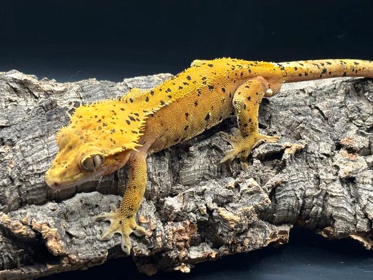 Correlophus ciliatus - Wimpergekko