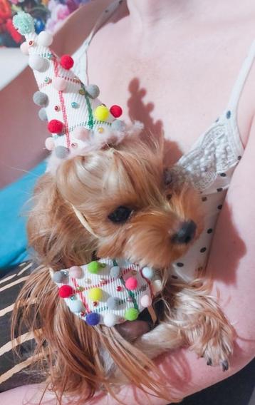 Set Halsband und Mütze zum Geburtstag für Hunde bis 10 kg beschikbaar voor biedingen