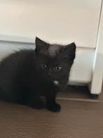 Lieve kitten te koop, Dieren en Toebehoren, Meerdere dieren