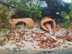 Neocaridina Davidi var. Bloody Mary garnalen, Kreeft, Krab of Garnaal, Zoetwatervis