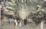 Nederlands Indië Soerabaja - Waaierpalm in stadstuin, Verzenden, Voor 1920, Ongelopen, Buiten Europa