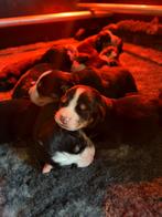 Mooie Grote Zwitserse Sennen pups van onze lieve Suus, Dieren en Toebehoren, Honden | Bulldogs, Pinschers en Molossers, Rabiës (hondsdolheid)