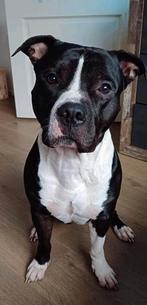 Dex - Pitbull xl x stafford, Rabiës (hondsdolheid), Eén hond, 3 tot 5 jaar, Nederland