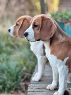 Beagle pups, Dieren en Toebehoren, Beagle, CDV (hondenziekte), 8 tot 15 weken, Meerdere
