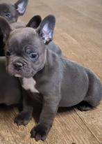 Blauw en blauw-bont Franse bulldog pups, Parvo, 8 tot 15 weken, Bulldog, Meerdere